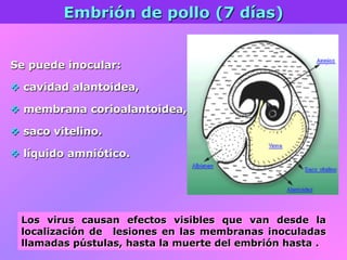 Embrión de pollo (7 días)
Se puede inocular:
v  cavidad alantoidea,
v  membrana corioalantoidea,
v  saco vitelino.
v  líquido amniótico.
Los virus causan efectos visibles que van desde la
localización de lesiones en las membranas inoculadas
llamadas pústulas, hasta la muerte del embrión hasta .
 