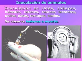 Inoculación de animales
Inoculación en ratas, cobayos,
hámster, ratones, ratones lactantes,
pollos, patos, tortugas, simios.
Se observa lesiones o muerte.
 