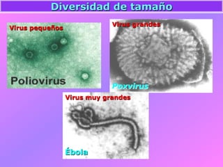 Poxvirus
Diversidad de tamaño
Virus pequeños
Virus grandes
Ébola
Virus muy grandes
 