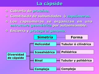 La cápside
v  Cubierta de proteína.
v  Constituida de subunidades ó capsómeros.
v  Los capsómeros se organizan en una
estructura geométrica por autoensamble.
v  Encierra y protege al genoma.
Diversidad
de cápside
Tubular ó cilíndrica
Poliédrica
Compleja
Helicoidal
Icosahédrica
Binal Tubular y poliédrica
Compleja
Simetría Forma
 