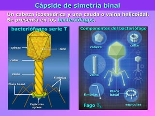 Cápside de simetría binal
Un cabeza icosaédrica y una cauda o vaina helicoidal.
Se presenta en los bacteriófagos.
cabeza
collar
vaina
Fimbrias
Placa basal
Espículas
spikes
core
bacteriófagos serie T
Fago T4
cabeza
vaina
collar
fimbrias
espículas
Placa
basal
Componentes del bacteriófago
 