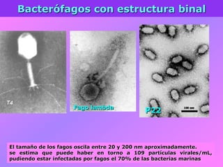 Bacterófagos con estructura binal
Fago lambda
El tamaño de los fagos oscila entre 20 y 200 nm aproximadamente.
se estima que puede haber en torno a 109 partículas virales/mL,
pudiendo estar infectadas por fagos el 70% de las bacterias marinas
P22
 
