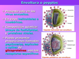 Envoltura o pepplos
v Presente solo en los
virus envueltos.
v En virus helicoidales e
icosédricos.
v Composición química:
bicapa de fosfolípidos,
y proteínas virales.
v Puede presentar
proyecciones llamadas
peplómeros, espículas
o spikes de
glicoproteínas, son los
receptores específicos.
Cápside helicoidal con envoltura
Cápside poliédrica con envoltura
 