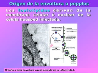 Origen de la envoltura o pepplos
L o s f o s f o l í p i d o s d e r i v a n d e l a
membrana celular ó nuclear de la
célula huésped infectada.
El daño a esta envoltura causa pérdida de la infectividad.
 