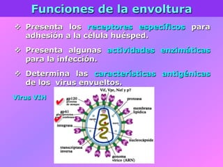 Funciones de la envoltura
v  Presenta los receptores específicos para
adhesión a la célula huésped.
v  Presenta algunas actividades enzimáticas
para la infección.
v  Determina las características antigénicas
de los virus envueltos.
Virus VIH
 