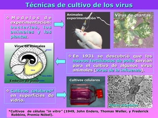 v  Cultivos celulares*
en superficies de
vidrio.
Técnicas de cultivo de los virus
*Cultivos de células “in vitro” (1949, John Enders, Thomas Weller, y Frederick
Robbins, Premio Nóbel).
v  M o d e l o s d e
experimentación:
b a c t e r i a s , l o s
animales y las
plantas.
Animales
experimentación
Plantas
Virus de plantas
v  En 1931 se descubrió que los
huevos fertilizados de pollo servían
para el cultivo de algunos virus
animales (virus de la influenza).
Virus de animales
Embrión de pollo Cultivos celulares
Efecto citopático
 