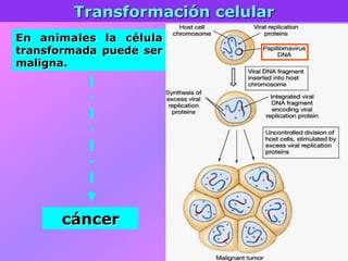 Transformación celular
En animales la célula
transformada puede ser
maligna.
cáncer
 