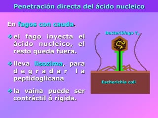 Penetración directa del ácido nucleico
En fagos con cauda.
v el fago inyecta el
ácido nucleico, el
resto queda fuera.
v lleva lisozima, para
d e g r a d a r l a
peptidoglicana
v la vaina puede ser
contráctil ó rígida.
Bacteriófago T4
Escherichia coli
 