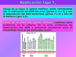 Genes de la Clase II (genes medios), están relacionados
con la replicación del ADN del virus (genes 2, 4 y 5) y con
la degradación del ADN bacteriano (genes 3 y 6) y lisis de
la bacteria (gen 3.5).
Replicación fago T7
Genes de la Clase III (genes tardíos), codifican para
proteínas de la cabeza, de la cola, proteínas de
maduración del ADN y proteínas necesarias para el
ensamblaje final de las partículas virales.
 
