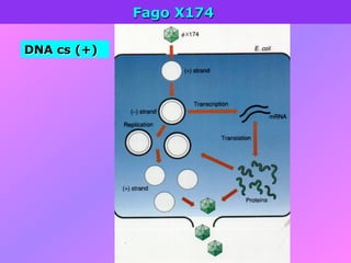 Fago X174
DNA cs (+)
 