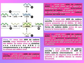 Clase 1: virus con ADN de cadena
doble. En esta clase no se aplica la
designación +/-, pues diferentes
especies de ARNm se originan a partir
de diferentes segmentos de ambas
cadenas del ADN viral.
Clase II: virus con ADN de cadena
sencilla, la secuencia es exactamente la
misma presente en el ARNm. El ADN
debe ser temporalmente convertido a la
forma de cadena doble antes de que
ocurra la transcripción a ARNm.
Clase III: virus con ARN de cadena
doble. Todos los virus de este grupo
tienen el genoma segmentado. El
ARNm es sintetizado a partir de una de
las cadenas de ARN presentes en cada
fragmento.
Clase IV: virus con ARN de cadena
sencilla cuya secuencia es la misma
del ARNm. En estos virus se sintetiza
u n a c a d e n a d e A R N ( - )
complementaria a la original antes de
la síntesis del ARNm viral.
Clase V: virus con ARN de cadena
sencilla, el cual es complementario en
su secuencia de bases al ARNm.
Clase VI: virus con ARN de cadena
sencilla y que producen un ADN de
doble cadena intermediario en la
replicación. En algunos virus el ARN del
genoma y el ARNm tienen la misma
secuencia.
 