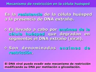 v  Es llevado a cabo por enzimas de la
célula huésped que degradan en
segmentos el DNA extraño (viral).
v  Son denominadas enzimas de
restricción.
Mecanismo de restricción en la célula huésped
Es la resistencia de la célula huésped
a la presencia de DNA extraño.
El DNA viral puede evadir este mecanismo de restricción
modificando su DNA por metilación o glicosilación.
 