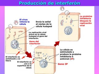Producción de interferón
El virus
infecta la
célula
Envía la señal
al núcleo de la
célula huésped
La replicación viral
activa en la célula
huésped el gene del
interferón.
Gene del
interferón
El interferón es
sintetizado y se
libera
El interferón se
une a la
superficie de la
célula
La proteína
inhibitoria
bloquea la
replicación
viral
La célula es
estimulada y
produce la proteína
inhibitoria ó
antiviral (IP)
Gene IP
 