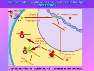 IP
Inhibición de la replicación viral en la célula huésped:
INTERFERÓN
IP
Uso de antivirales: aciclovir, AZT, proteasas inhibidoras.
 