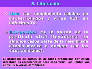 5. Liberación
v  Lisis: con rompimiento celular, en
bacteriófagos y virus VIH en
linfocitos T4.
v  Extrucción: es la salida de la
partícula viral llevándose en
algunos casos parte de la membrana
citoplasmática o nuclear (en los
virus animales).
El promedio de partículas de fagos producidas por célula
infectada es característico para cada virus. Los límites van
entre 50 a varios centenares.
 