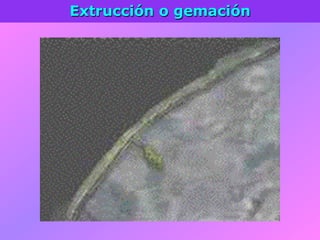 Extrucción o gemación
 