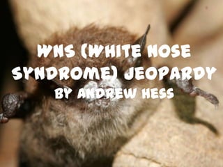 WNS (White Nose
Syndrome) Jeopardy
   By Andrew Hess
 