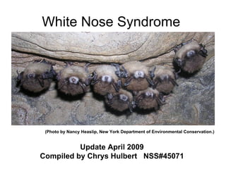 White Nose Syndrome  Update April 2009 Compiled by Chrys Hulbert  NSS#45071 (Photo by Nancy Heaslip, New York Department of Environmental Conservation.) 