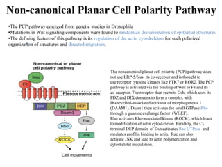 Non-canonical Planar Cell Polarity Pathway
•
The noncanonical planar cell polarity (PCP) pathway does
not use LRP-5/6 as its co-receptor and is thought to
use receptor tyrosine kinases like PTK7 or ROR2. The PCP
pathway is activated via the binding of Wnt to Fz and its
co-receptor. The receptor then recruits Dsh, which uses its
PDZ and DIX domains to form a complex with
Dishevelled-associated activator of morphogenesis 1
(DAAM1). Daam1 then activates the small GTPase Rho
through a guanine exchange factor (WGEF).
Rho activates Rho-associated kinase (ROCK), which leads
to modification of actin cytoskeleton. Parallely, the C-
terminal DEP domain of Dsh activates Rac GTPase and
mediates profilin binding to actin. Rac can also
activate JNK and lead to actin polymerization and
cytoskeletal modulation.
•The PCP pathway emerged from genetic studies in Drosophila
•Mutations in Wnt signaling components were found to randomize the orientation of epithelial structures.
•The defining feature of this pathway is its regulation of the actin cytoskeleton for such polarized
organization of structures and directed migration.
 