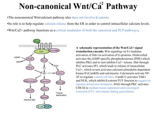 Non-canonical Wnt/Ca Pathway
+2
A schematic representation of the Wnt/Ca2+ signal
transduction cascade. Wnt signaling via Fz mediates
activation of Dsh via activation of G-proteins. Dishevelled
activates the cGMP-specific phosphodiesterase (PDE) which
inhibits PKG and in turn inhibits Ca2+ release. Dsh through
PLC activates IP3, which leads to release of intracellular
Ca2+, which in turn activates calcium/calmodulin-dependent
kinase II (CamKII) and calcineurin. Calcineurin activate NF-
AT to regulate ventral cell fates. CamK11 activates TAK1
and NLK, which inhibit β-catenin/TCF function to negatively
regulate dorsal axis formation. DAG through PKC activates
CDC42 to mediate tissue separation and convergent
extension (CE) movements during gastrulation.
•The noncanonical Wnt/calcium pathway also does not involve β-catenin.
•Its role is to help regulate calcium release from the ER in order to control intracellular calcium levels.
•Wnt/Ca2+ pathway functions as a critical modulator of both the canonical and PCP pathways.
 