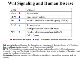 Wnt Signaling and Human Disease
Gene Disease
Wnt3 Tetra-amelia
LRP5 Bone density defects
Fz4 Familial Exudative Vitreoretinopathy (FEVR)
Axin2 Tooth agenesis
Predisposition to Colorectal Cancer
APC Familial adenomatous polyposis (FAP)
Colon Cancer
Extracellular Wnt Protein Target Cell Membrane Protein Intracellular Protein
Tetra-amelia: Loss of function Wnt 3 mutation, rare human genetic disorder, absence of all four limbs
Decreased bone density: caused by loss of function mutation in LRP
FEVR: Fz4 mutated in seventh transmembrane domain leading to loss of Fz4/LRP signaling causes
progressive vision loss. The disorder prevents blood vessels from forming at the edges of the retina, which
reduces the blood supply to this tissue.
Oligodontia: Nonsense mutation in Axin2 leading to a condition where multiple permanent teeth are
missing
 