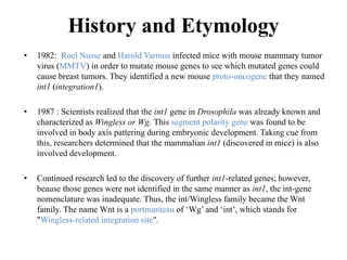 History and Etymology
• 1982: Roel Nusse and Harold Varmus infected mice with mouse mammary tumor
virus (MMTV) in order to mutate mouse genes to see which mutated genes could
cause breast tumors. They identified a new mouse proto-oncogene that they named
int1 (integration1).
• 1987 : Scientists realized that the int1 gene in Drosophila was already known and
characterized as Wingless or Wg. This segment polarity gene was found to be
involved in body axis pattering during embryonic development. Taking cue from
this, researchers determined that the mammalian int1 (discovered in mice) is also
involved development.
• Continued research led to the discovery of further int1-related genes; however,
beause those genes were not identified in the same manner as int1, the int-gene
nomenclature was inadequate. Thus, the int/Wingless family became the Wnt
family. The name Wnt is a portmanteau of ‘Wg’ and ‘int’, which stands for
"Wingless-related integration site".
 