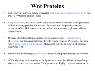 Wnt Proteins
• Wnt comprises a diverse family of secreted lipid-modified signaling glycoproteins that
are 350–400 amino acids in length.
• A signal sequence of 15 to 30 amino acids occurrs at the N-terminal of the precursors
of these secretory proteins; it is required for transport of the protein across the
membrane of the RER into the cisternae, where it is immediately cleaved off by an
endopeptidase.
• The type of lipid modification that occurs on these proteins is palmitoylation
of cysteines in a conserved pattern of 23–24 cysteine residues. Presence of this lipid
moiety targets Wnt to the membrane. Mutation of cysteine or removal of palmitate
inactivates Wnt.
• Wnt proteins also undergo glycosylation, which insures proper folding and secretion.
• In Wnt signaling, these proteins act as ligands to activate the different Wnt pathways
via paracrine and autocrine routes. These proteins are highly conserved across species.
 