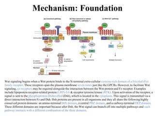 Mechanism: Foundation
Wnt signaling begins when a Wnt protein binds to the N-terminal extra-cellular cysteine-rich domain of a Frizzled (Fz)
family receptor. These receptors span the plasma membrane seven times just like the GPCRs. However, to facilitate Wnt
signaling, co-receptors may be required alongside the interaction between the Wnt protein and Fz receptor. Examples
include lipoprotein receptor-related protein (LRP)-5/6 & receptor tyrosine kinase (RTK). Upon activation of the receptor, a
signal is sent to the phosphoprotein Dishevelled (Dsh), which is located in the cytoplasm. This signal is transmitted via a
direct interaction between Fz and Dsh. Dsh proteins are present in all organisms and they all share the following highly
conserved protein domains: an amino-terminal DIX domain, a central PDZ domain, and a carboxy-terminal DEP domain.
These different domains are important because after Dsh, the Wnt signal can branch off into multiple pathways and each
pathway interacts with a different combination of the three domains.
 