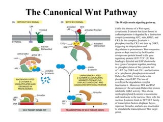 The Canonical Wnt Pathway
The Wnt/β-catenin signaling pathway.
(A) In the absence of a Wnt signal,
cytoplasmic β-catenin that is not bound to
cadherin proteins is degraded by a destruction
complex containing APC, axin, GSK3, and
CK1. In this complex, β-catenin is
phosphorylated by CK1 and then by GSK3,
triggering its ubiquitylation and
degradation in proteasomes. Wnt-responsive
genes are kept inactive by the Groucho
co-repressor protein bound to the gene
regulatory protein LEF1/TCF. (B) Wnt
binding to Frizzled and LRP clusters the
two types of receptors together, resulting
in phosphorylation of the cytosolic tail
of LRP (by GSK3 and CK1) and activation
of a cytoplasmic phosphoprotein named
Dshevelled (Dsh). Axin binds to the
phosphorylated LRP. The loss of
axin from the degradation complex
Inactivates it. Moreover, DIX and PDZ
domains of the activated-Dshevelled protein
inhibit the GSK3 activity. This allows
unphosphorylated β-catenin to accumulate
and translocate to the nucleus. Once in In the
nucleus, β-catenin binds to TCF/LEF family
of transcription factors, displaces the co-
repressor Groucho, and acts as a coactivator
to stimulate the transcription of Wnt target
genes.
 