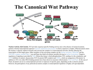 The Canonical Wnt Pathway
Nuclear Activity of β-Catenin. TCF provides sequence-specific binding activity and, in the absence of nuclear β-catenin,
partners with the transcriptional repressor Groucho and histone deacetylases to form a repressive complex. When β-catenin enters
the nucleus, it directly replaces Groucho and converts the complex to a transcriptional activator, thereby effecting the
transcription of Wnt target genes. Other members of this activating complex are the histone acetylase CBP/p300, and the
SWI/SNF complex member Brg-1. Lgs and Pygo also bind to β-catenin, possibly driving its nuclear localization. Negative
regulation of signaling is provided by NLK (Nemo-like kinase: which phosphorylates TCF, sending it to the cytoplasm], and
ICAT (inhibitor of catenin: disassociates TCF/ β-catenin-CBP complex) and Chibby, which are antagonists of β-catenin. In
addition to TCF, two other DNA-binding proteins have been shown to associate with β-catenin: Pitx2 and Prop1. In the case of
Prop1, β-catenin can act as a transcriptional activator or repressor of specific genes, depending on the co-factors present.
However, the participation of any particular β-catenin complex in transcriptional regulation is highly cell type-dependent.
 