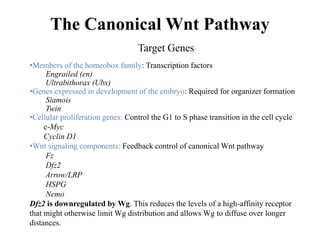 The Canonical Wnt Pathway
Target Genes
•Members of the homeobox family: Transcription factors
Engrailed (en)
Ultrabithorax (Ubx)
•Genes expressed in development of the embryo: Required for organizer formation
Siamois
Twin
•Cellular proliferation genes: Control the G1 to S phase transition in the cell cycle
c-Myc
Cyclin D1
•Wnt signaling components: Feedback control of canonical Wnt pathway
Fz
Dfz2
Arrow/LRP
HSPG
Nemo
Dfz2 is downregulated by Wg. This reduces the levels of a high-affinity receptor
that might otherwise limit Wg distribution and allows Wg to diffuse over longer
distances.
 