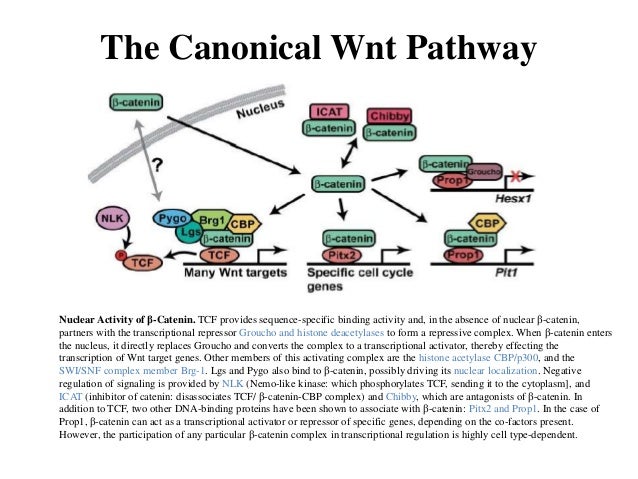 Regulation by Wnt Signaling Regulation by Wnt Signaling