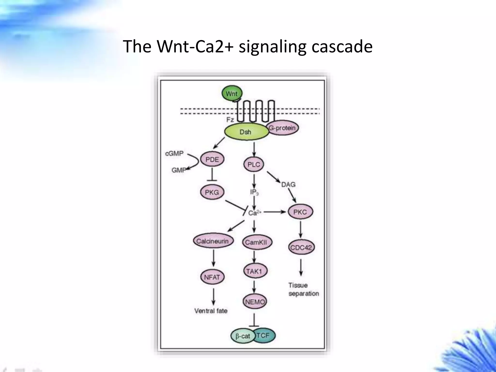 Wnt signaling pathway creative diagnostics | PPTX