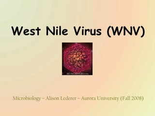 West Nile Virus (WNV) Microbiology – Alison Lederer – Aurora University (Fall 2008) 
