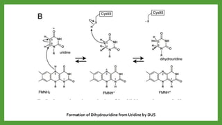 Formation of Dihydrouridine from Uridine by DUS
 