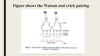 Figure shows the Watson and crick pairing
 