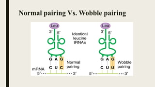 Normal pairing Vs. Wobble pairing
 