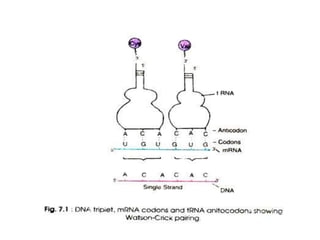 Wobble hypothesis AND new genetic code | PPTX | Chemistry | Science