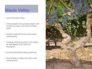 • Land of Ancient Vines
• Chile’s largest wine growing region with
31,000 ha under vine (43% of Chile’s
total)
• Ancient, bushed trained vines being
rediscovered
• Carignan finding success in the region
as well Malbec and Cabernet
Sauvignon
• Exciting field blends being produced
• New findings of slate and schist soils
creating buzz
Maule Valley
 