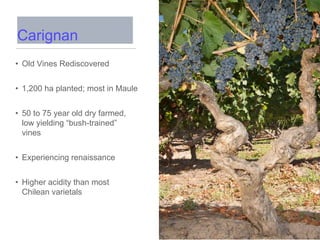 • Old Vines Rediscovered
• 1,200 ha planted; most in Maule
• 50 to 75 year old dry farmed,
low yielding “bush-trained”
vines
• Experiencing renaissance
• Higher acidity than most
Chilean varietals
Carignan
 