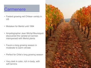 • Fastest growing red Chilean variety in
US
• Mistaken for Merlot until 1994
• Ampelographer Jean Michel Boursiquot
discovered the varietal at Carmen
interspersed with Merlot plants
• Favors a long growing season in
moderate to warm climate
• Perfect for Chile’s long growing season
• Very dark in color, rich in body, with
soft tannins
Carmenere
 