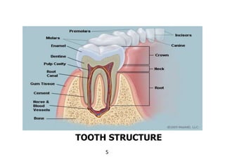 5
TOOTH STRUCTURE
 