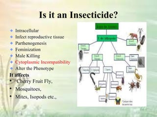 Wolbachia the biology of cytoplasmic incompatibility