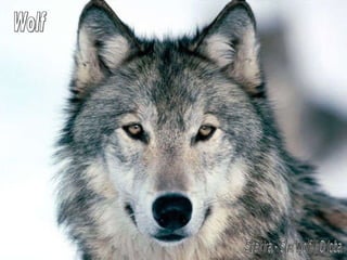 Wolf Shakira - She Wolf / O loba 
