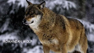 ROMANIAN WOLF
 