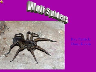 By: Patrick, Dan, Kevin Wolf Spiders 