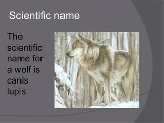 Scientific name
The
scientific
name for
a wolf is
canis
lupis
 