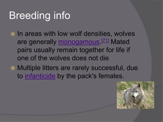 Breeding info
 In areas with low wolf densities, wolves
  are generally monogamous.[71] Mated
  pairs usually remain together for life if
  one of the wolves does not die
 Multiple litters are rarely successful, due
  to infanticide by the pack's females.
 