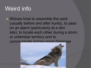 Weird info
   Wolves howl to assemble the pack
    (usually before and after hunts), to pass
    on an alarm (particularly at a den
    site), to locate each other during a storm
    or unfamiliar territory and to
    communicate across great distances.
 