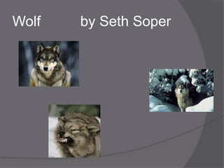 Wolf   by Seth Soper
 